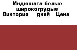 Индюшата белые широкогрудые/Виктория/14 дней › Цена ­ 170 - Краснодарский край, Каневский р-н, Каневская ст-ца Животные и растения » Птицы   